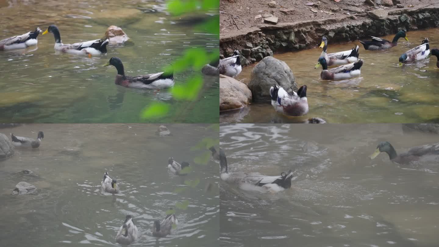 池塘野鸭子