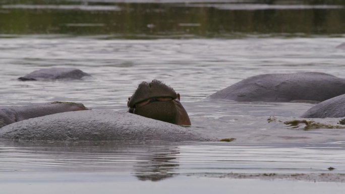 在塞伦盖蒂国家公园，一头河马张开了嘴巴，周围是一群安静的河马，它们在凉爽的河水怀抱中安静地休息