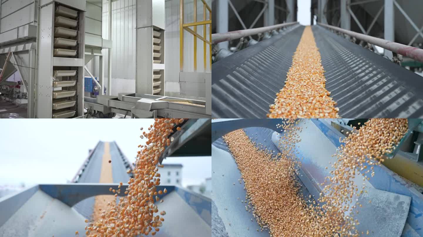 玉米加工