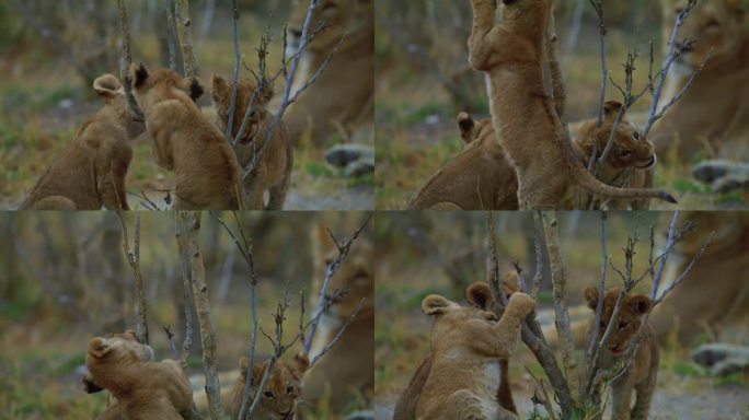 近距离拍摄的四只小狮子在玩植物