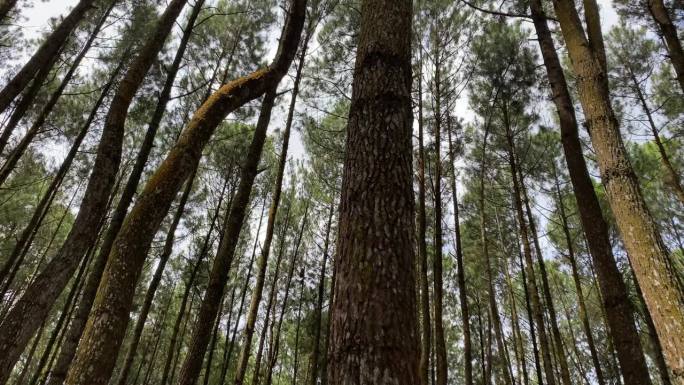 山丘上茂密的云杉林的4k视频画面。柔和的晨雾笼罩着美丽的松林。高大的树木和吹着的风。国际森林日，世界