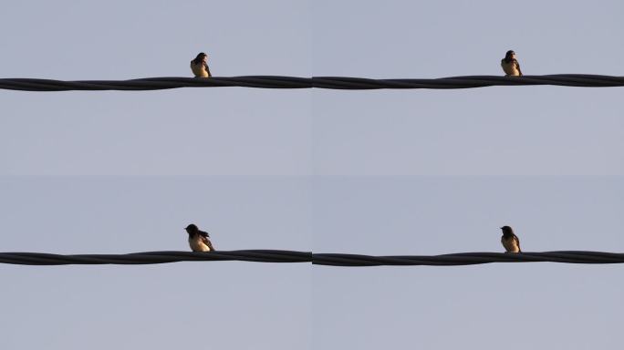一只小燕子栖息在电线上