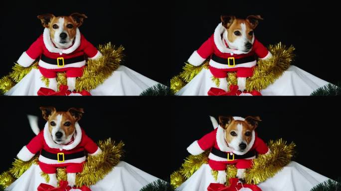 可爱的小狗狗穿着圣诞老人的衣服躺在金箔上，正面