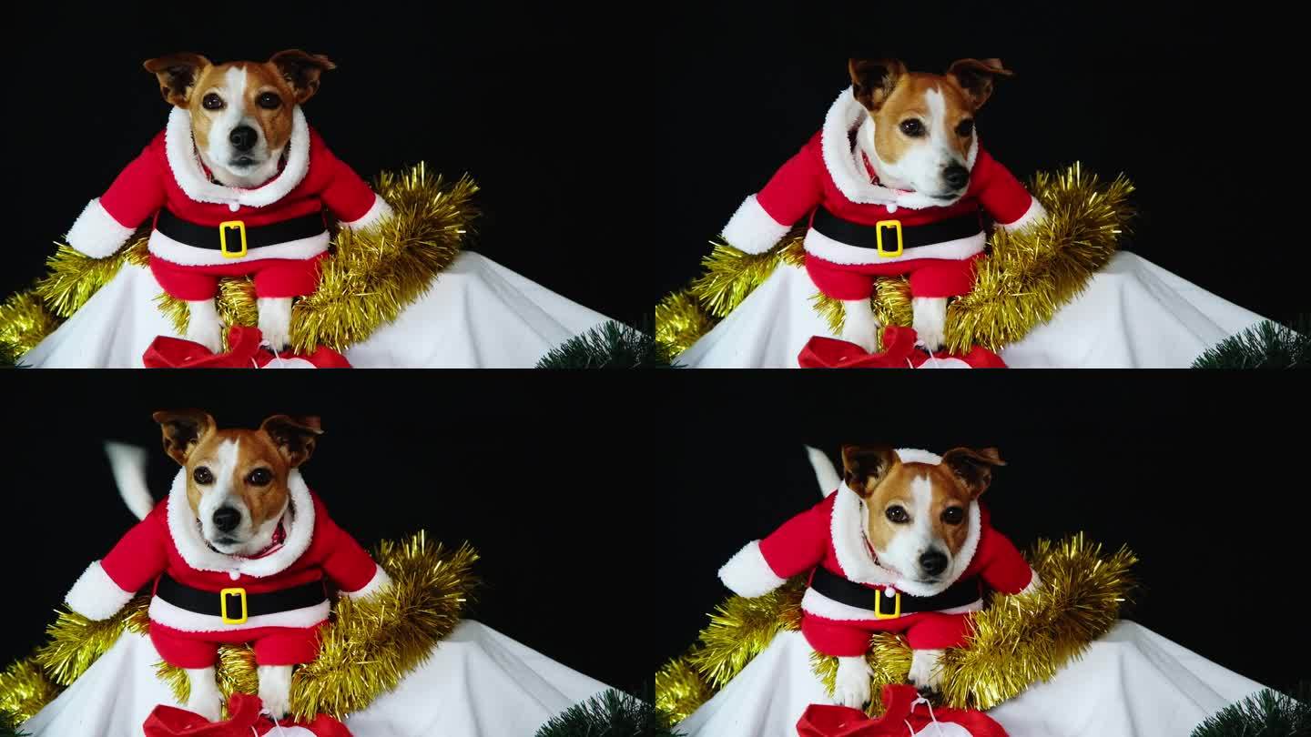 可爱的小狗狗穿着圣诞老人的衣服躺在金箔上，正面