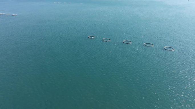 大海海鸥海面飞翔