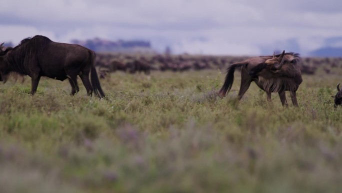 在坦桑尼亚宁静的林地中心，角马在郁郁葱葱的绿色植物上觅食。它们在宁静的森林里，在青翠的环境中滋补自己