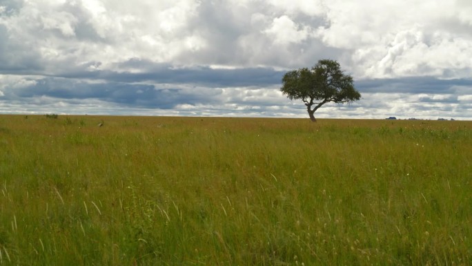 在塞伦盖蒂国家公园广阔的草地上，一棵孤零零的树高高耸立。风景优美，绿草如茵，云淡风轻。