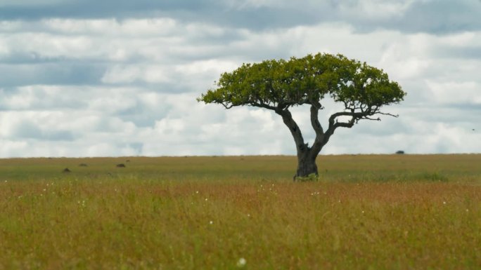 塞伦盖蒂国家公园草地上的一棵金合欢树。田园诗般的树木景观与云在坦桑尼亚的森林。