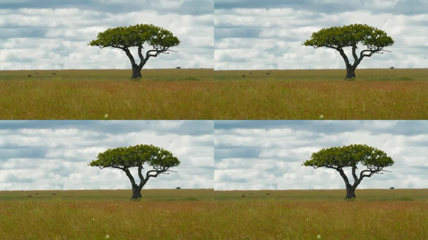塞伦盖蒂国家公园草地上的一棵金合欢树。田园诗般的树木景观与云在坦桑尼亚的森林。