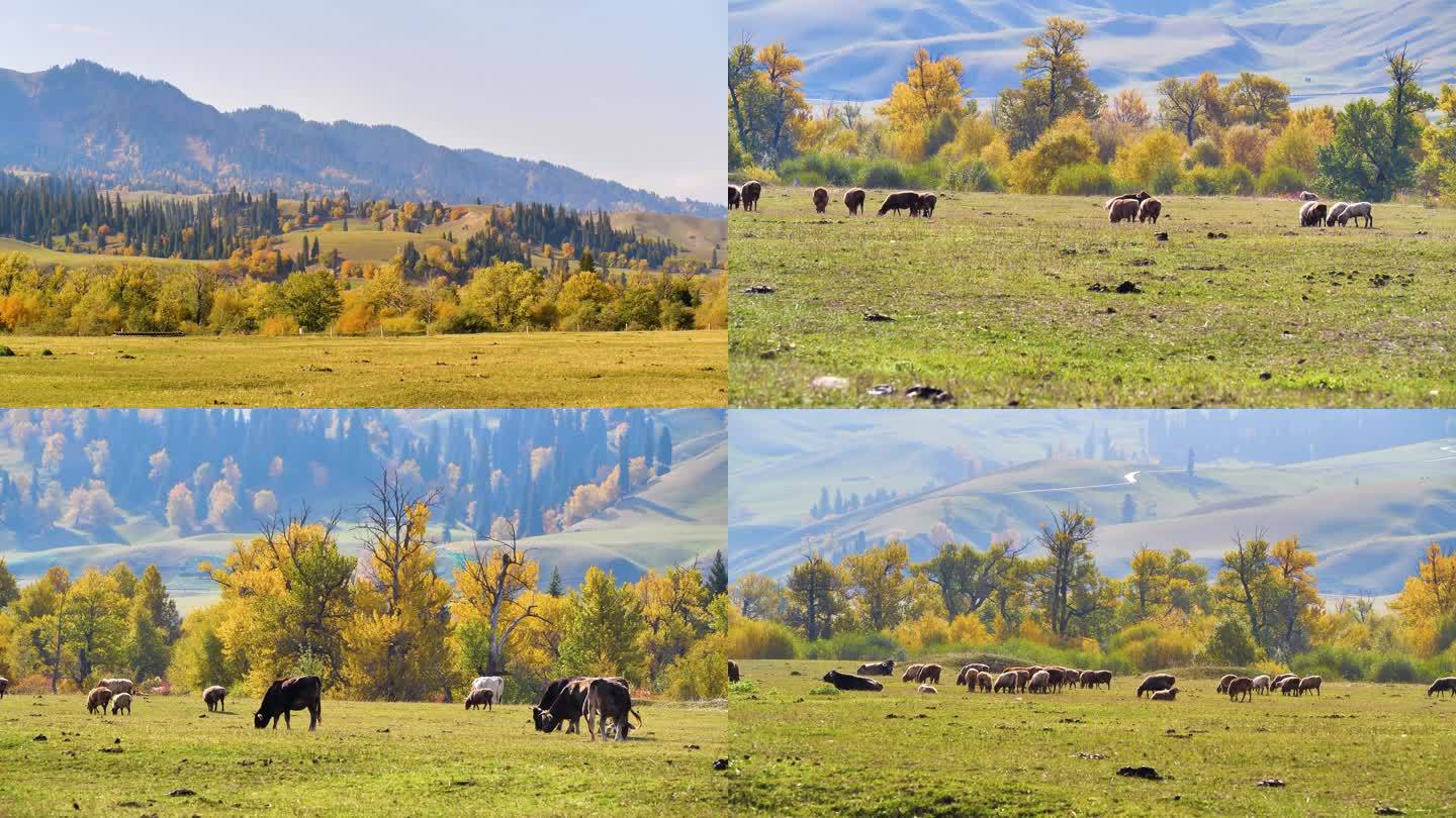 新疆牛羊群那拉提草原