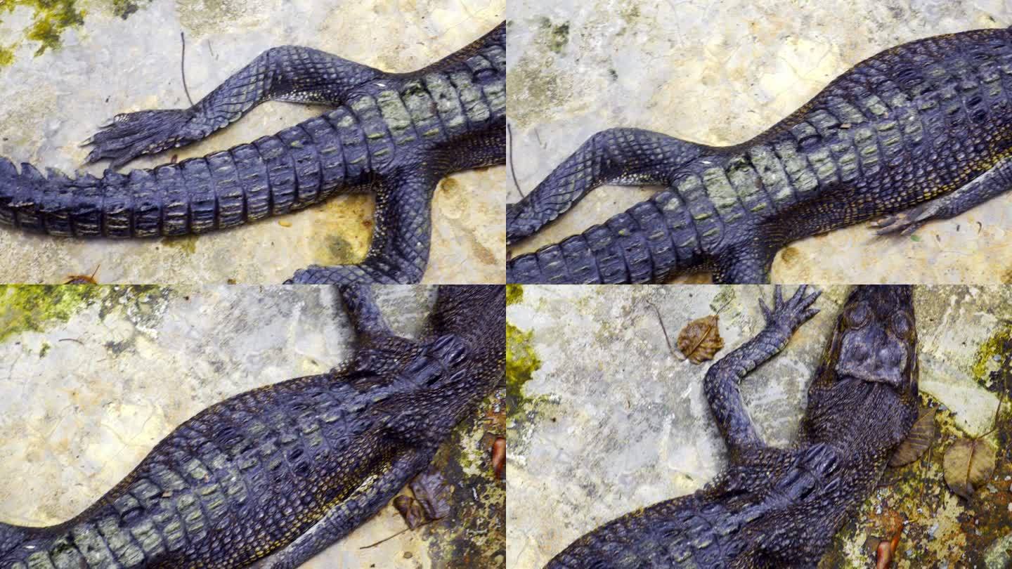 在印度尼西亚的藤壶鳄鱼养殖场，海水鳄鱼粗糙的皮肤躺在无水的地板上。头顶球