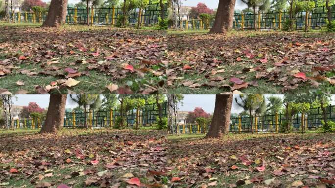 褐色和红色的枯叶落在地上，阳光照在枯叶上。人行道上的枯叶，公园里的落叶。