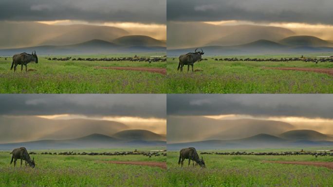 一只孤独的角马优雅地吃着草，远离熙熙攘攘的人群，在坦桑尼亚中心一片郁郁葱葱的草地上。一群在绿色牧场上