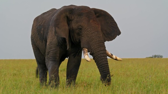 雄性大象在塞伦盖蒂国家公园的草地上吃草。雄伟的厚皮动物在坦桑尼亚茂盛的草地上