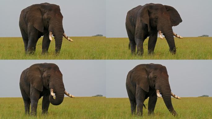 雄性大象在塞伦盖蒂国家公园的草地上吃草。雄伟的厚皮动物在坦桑尼亚茂盛的草地上