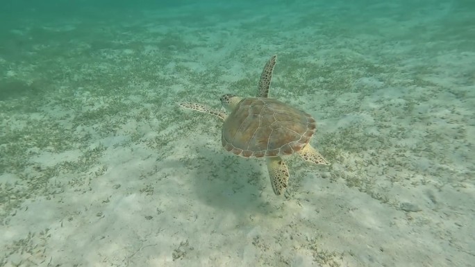 美属维尔京群岛圣约翰珊瑚礁:海龟