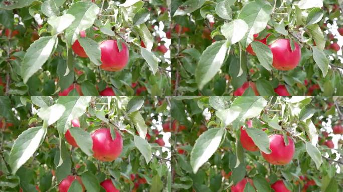 在苹果园里，有机红苹果挂在树枝上的特写。