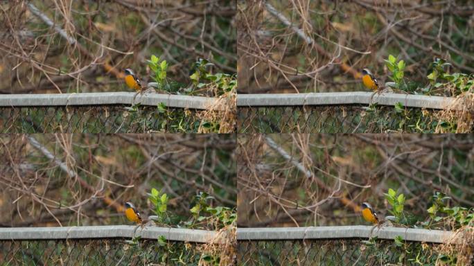 雄性达斡尔红雀栖息在铁链围栏上，警觉而专注。