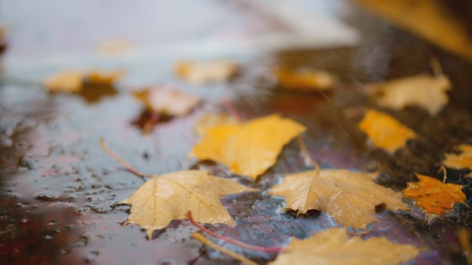 秋雨过后，人行道上堆满了湿落叶。雨滴与街道铺路板和彩色树叶模糊散景抽象4k素材
