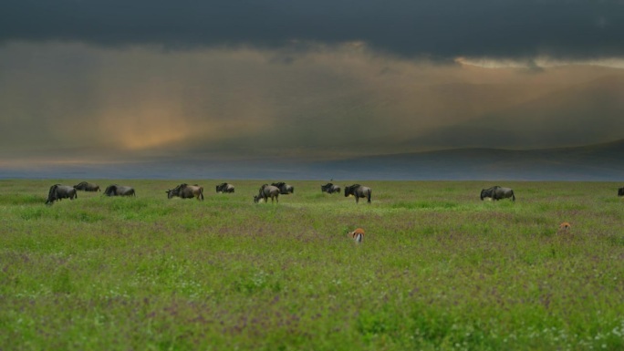 在坦桑尼亚翠绿的风景中，一群角马在郁郁葱葱的草地上平静地吃草。一群gnu在大自然中心的一片绿色中觅食