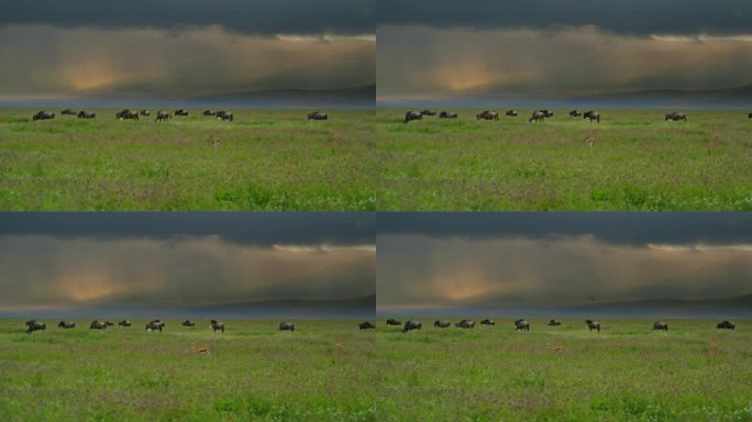 在坦桑尼亚翠绿的风景中，一群角马在郁郁葱葱的草地上平静地吃草。一群gnu在大自然中心的一片绿色中觅食