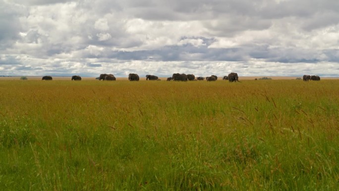 遥远的非洲象在塞伦盖蒂草原上吃草。坦桑尼亚森林里的一群大象，背景是云景