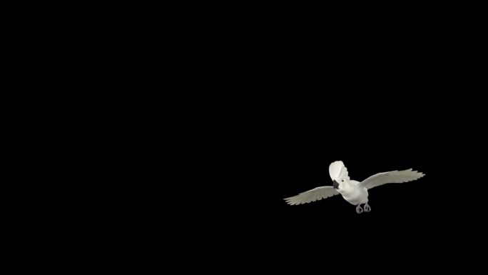 鹦鹉鸟-白伞凤头鹦鹉-飞越屏幕- II -阿尔法频道