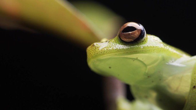 亚马逊森林中玻璃树蛙的特写