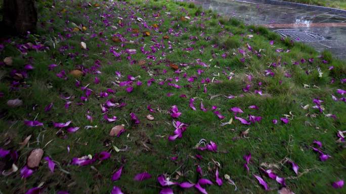 花落 落花 地上的花 地上花瓣 地上花朵