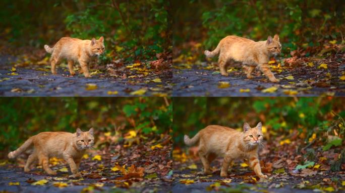 美丽的红发流浪猫漫步在秋天的公园里，慢动作