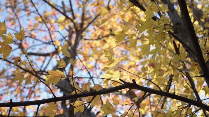 光影 秋天的树叶 公园秋景 冬景 树落叶
