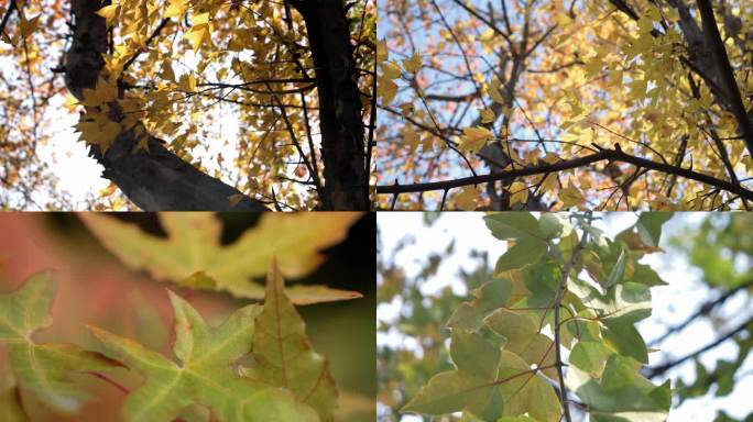 光影 秋天的树叶 公园秋景 冬景 树落叶