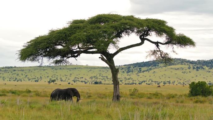 非洲大象在塞伦盖蒂草原上漫步。大象在坦桑尼亚森林的金合欢树下