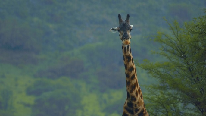 长颈鹿以其雄伟的长脖子，优雅的坦桑尼亚迷人的森林。体现了野生动物在自然栖息地的优雅