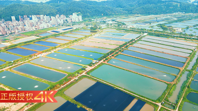 海边万亩鱼塘美丽乡村振兴渔业场景4K