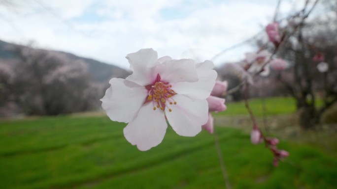 西藏林芝桃花4k