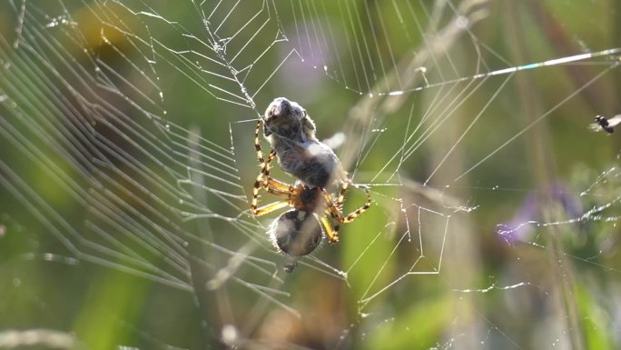 近距离拍摄的野生蜘蛛捕捉蜜蜂在网和织网围绕猎物