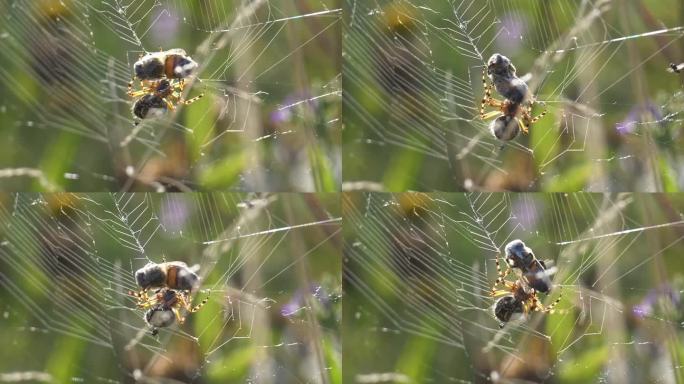 近距离拍摄的野生蜘蛛捕捉蜜蜂在网和织网围绕猎物
