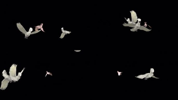 4鹦鹉鸟-白伞凤头鹦鹉-飞越屏幕-阿尔法频道