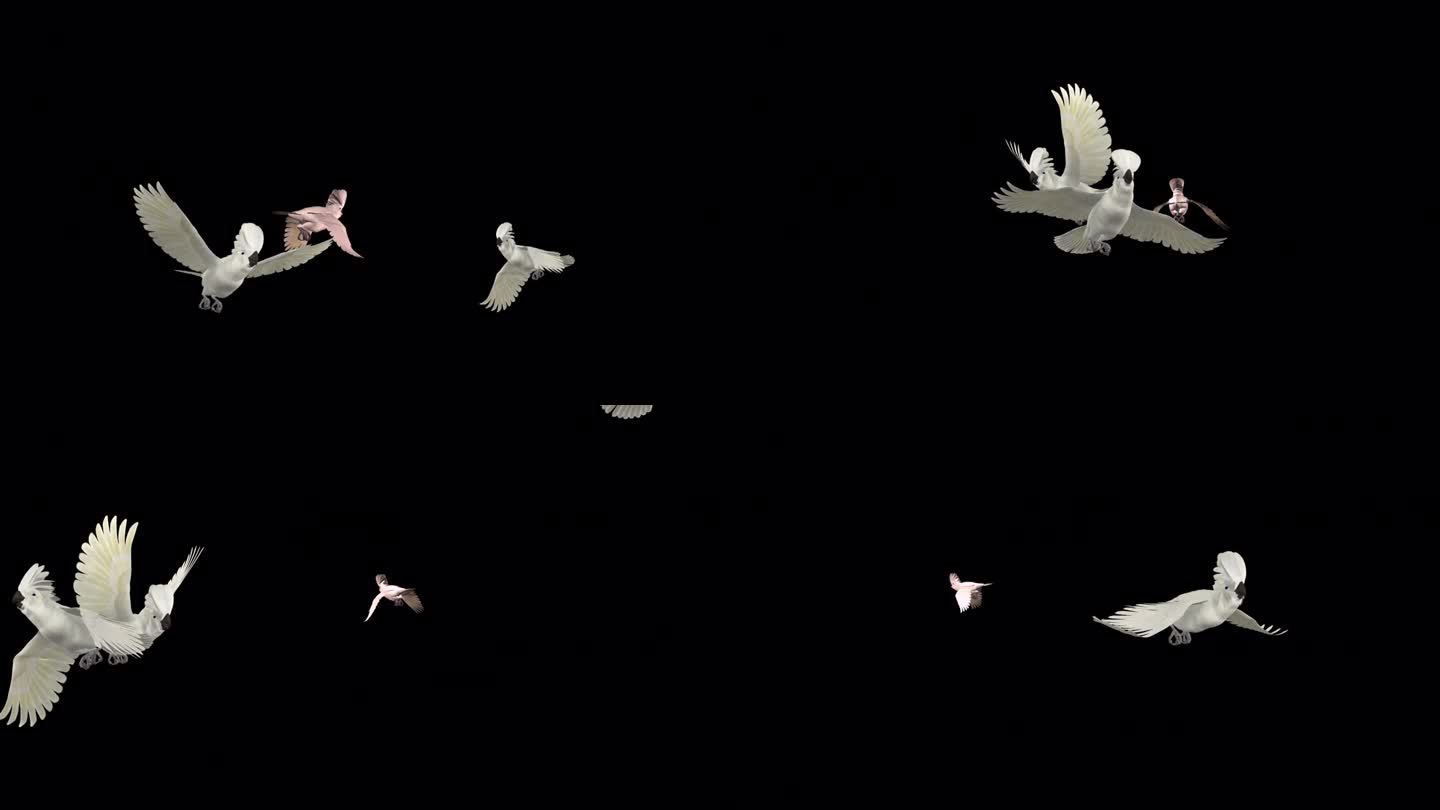 4鹦鹉鸟-白伞凤头鹦鹉-飞越屏幕-阿尔法频道