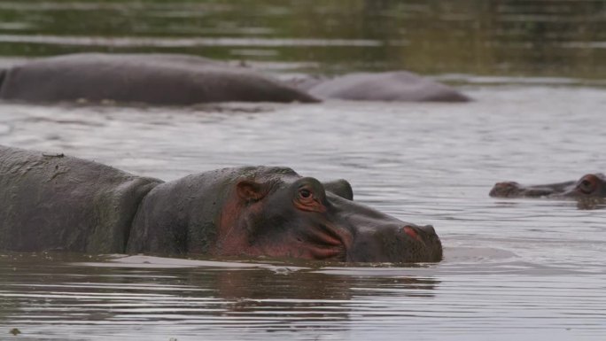 塞伦盖蒂国家公园里，一只张开嘴巴的雄伟河马在水中降温。河马咆哮着，露出巨大的下颚骨