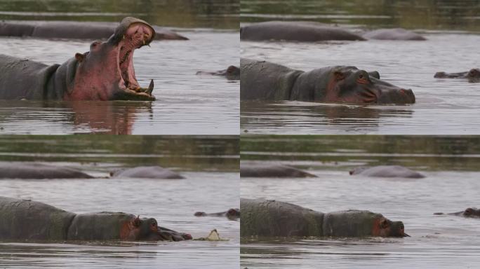 塞伦盖蒂国家公园里，一只张开嘴巴的雄伟河马在水中降温。河马咆哮着，露出巨大的下颚骨