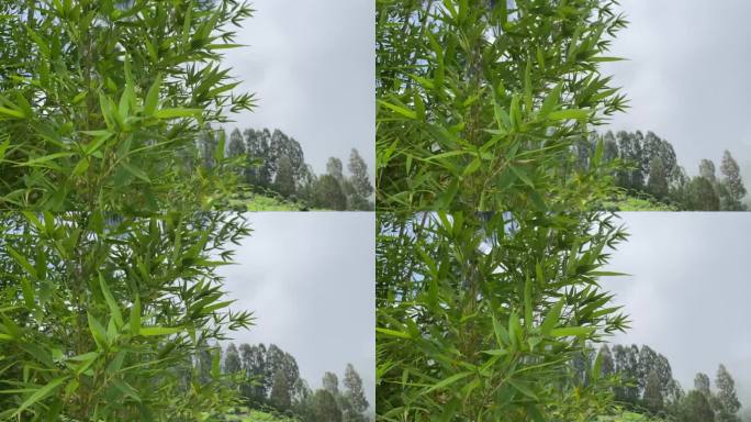 4k视频片段-竹叶在迷雾山脉的风中移动，背景是浓雾。