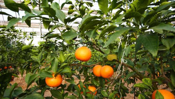 橘子 丰收 收获 橘子园