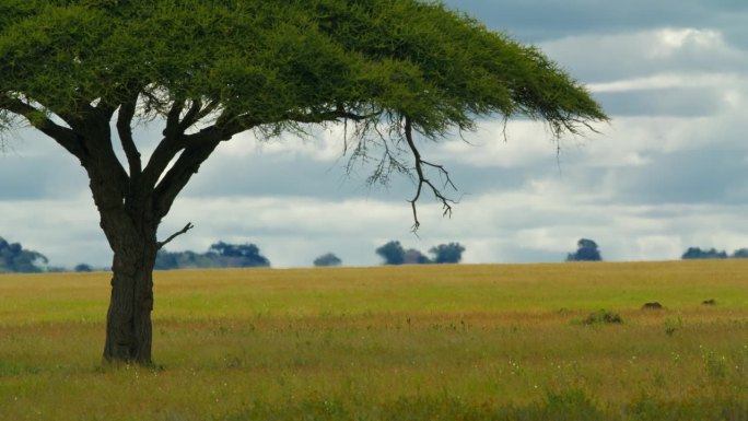 坦桑尼亚森林草地上郁郁葱葱的金合欢树。在塞伦盖蒂国家公园的草地上，一棵雄伟的树伸展开来