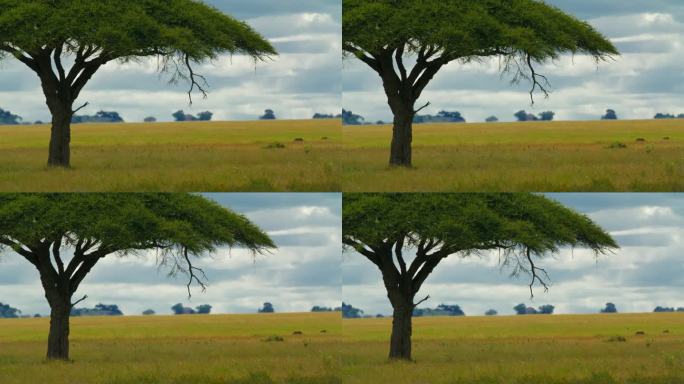 坦桑尼亚森林草地上郁郁葱葱的金合欢树。在塞伦盖蒂国家公园的草地上，一棵雄伟的树伸展开来
