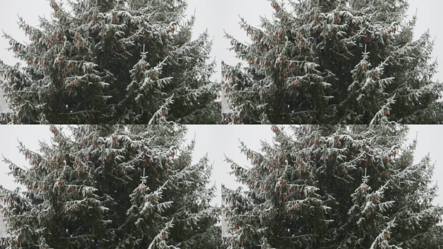 美丽的冬季雪景。迷人的冬天在森林里，雪落在树上。降雪背景下的松树枝。雪花飘落的慢动作冬季景观。