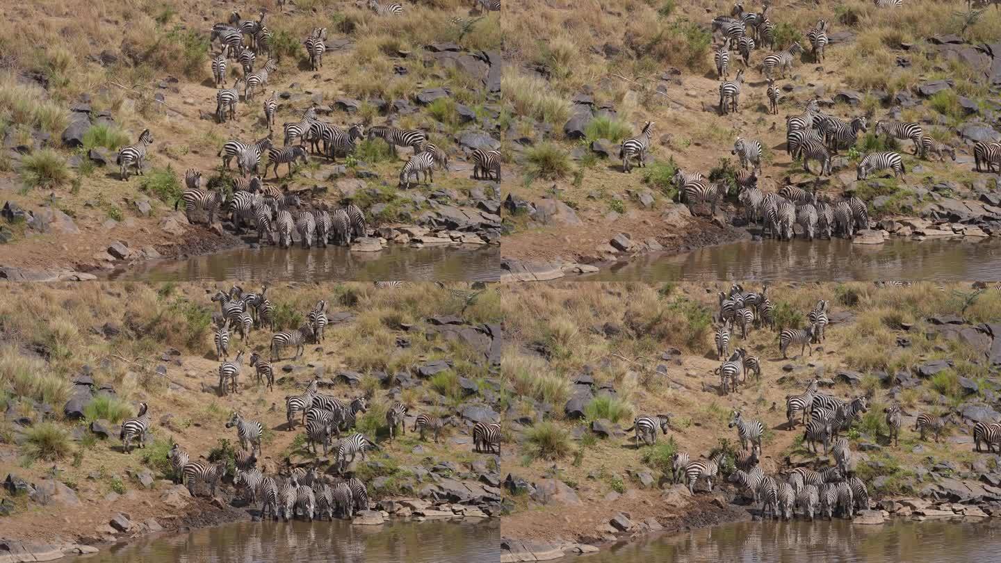 一群斑马聚集在马拉河附近，准备进行大迁徙