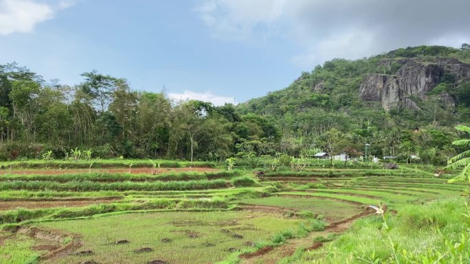 4k视频片段-稻田土壤中种植的水稻幼苗。春天和新鲜的绿色季节。在印尼爪哇日惹Gunungkidul的