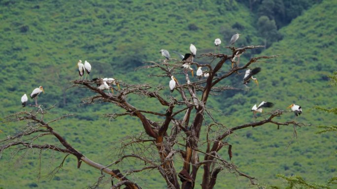 黄嘴鹳栖息在枯枝上。坦桑尼亚森林里光秃秃的树和鸟群